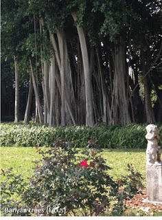 Banyan trees (Ficus) at The Ringling