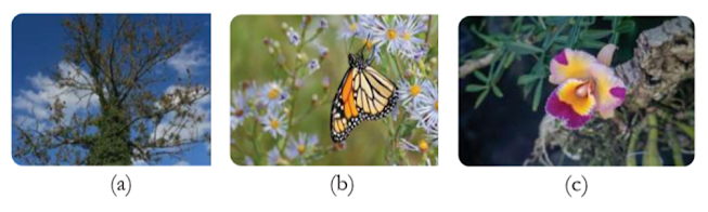 Simbiosis (a) parasitisme, (b) mutualisme, (c) komensalisme