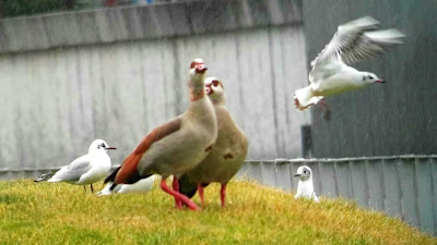 Ganso del Nilo, Alopochen aegyptiacus, Madrid-Río, Día Internacional de los Humedales, Ramsar, Gaviotas y otras aves, Madrid, fauna, escursiones guiadas, Conoceris, observación de la naturaleza, renaturalización del Manzanares, educación ambiental, sensibilización ambiental, deficit de naturaleza.