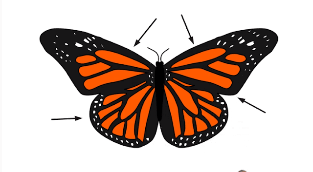 Easy Butterfly Drawings Step