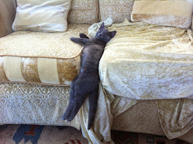 Funny cats - part 119 (40 pics + 10 gifs), cat pictures