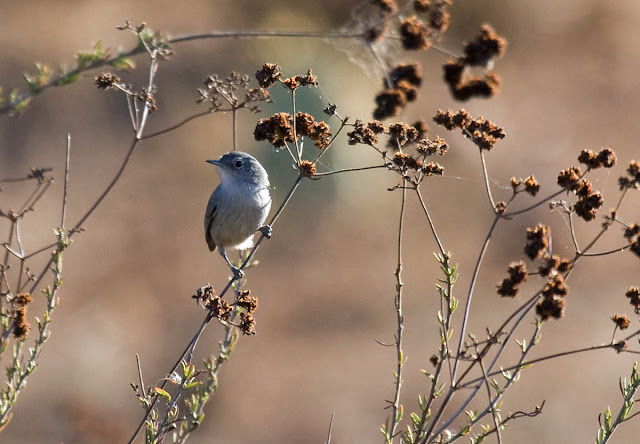 California Gnatcatcher