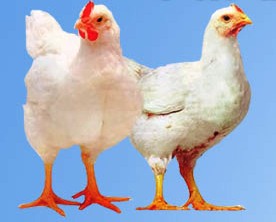 Budidaya Ayam  Potong Broiler  Sniperoze