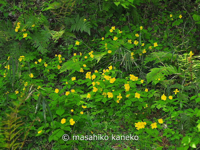 ヤマブキソウ