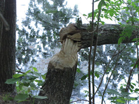 beaver felled tree