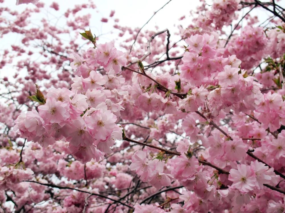 Beautiful cherry blossom in London, England - lifestyle blog