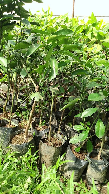 tanaman buah jeruk keprok bibit siem madu istimewa Salatiga
