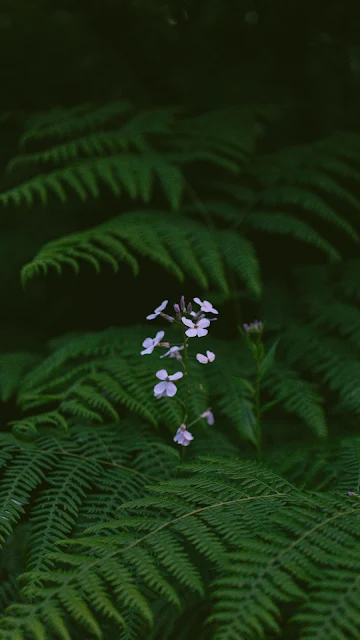 Samambaia, Planta Flores Violeta