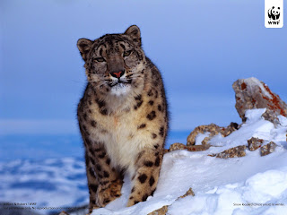Leopardo delle nevi: Animale di Potere e Totem