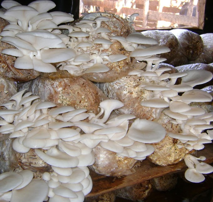 Oyster mushroom cultivation training in Saudi Arabia | Mushroom cultivation | Biobritte mushroom center