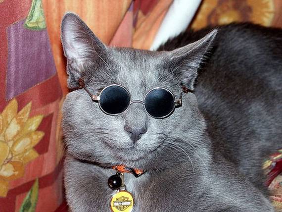Kumpulan Foto Kucing  Kucing  Pakai  Kacamata 