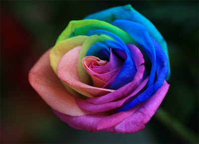 Rainbow Rose, Bunga Tercantik Di Dunia [ www.BlogApaAja.com ]