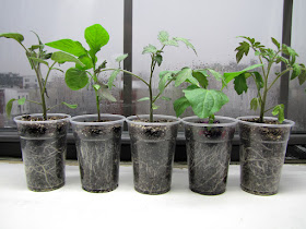 Bucolic Bushwick 2011 Seedlings