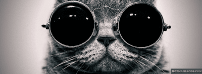 Gatinho de oculos