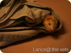 lance the ferret