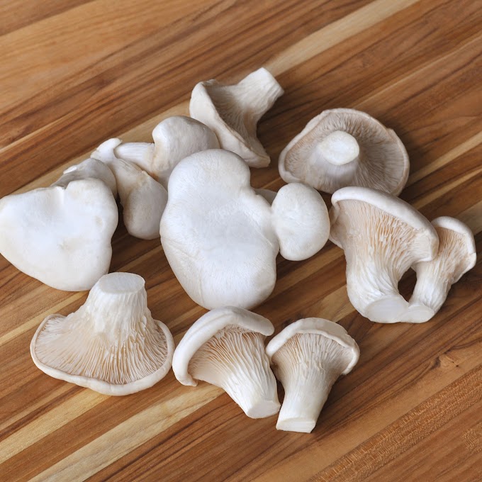  Oyster mushroom spawn ireland | Organic mushroom kits | Biobritte mushroom center