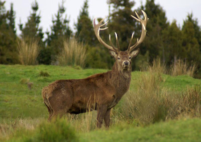 Wild Deer Pictures