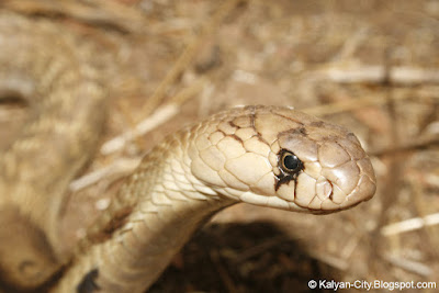 Indian Cobra Eye