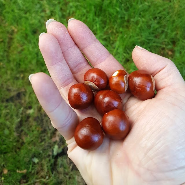 The childish delight of conkers