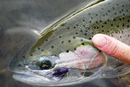 Steelhead on a Fly, That You Tie