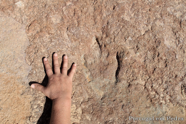 theropod footprint