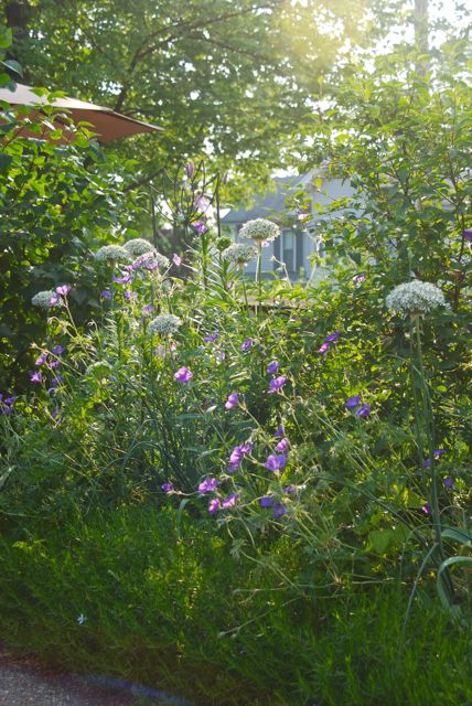 The blue and white side: Geranium 'Orion' with Allium multibulbosum.