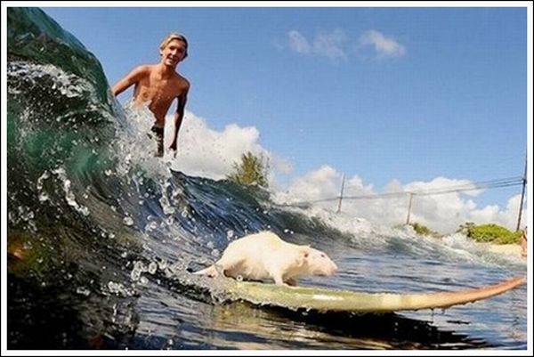 The Smallest Surfer