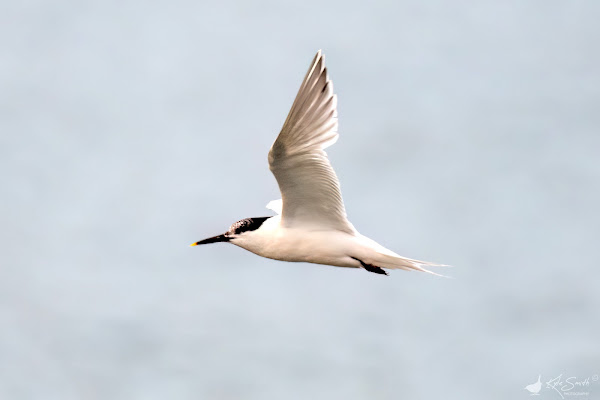 Sandwich tern