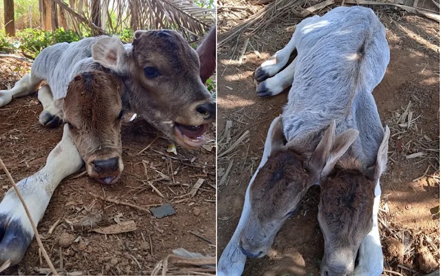 Bezerra nasce com duas cabeças na Bahia; veja vídeo