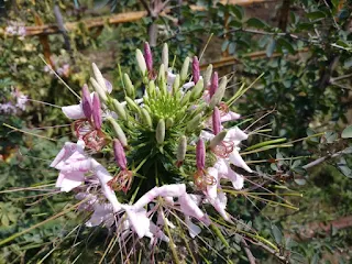 Spiny spider flower