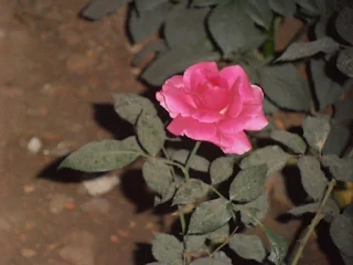 bengal rose flower