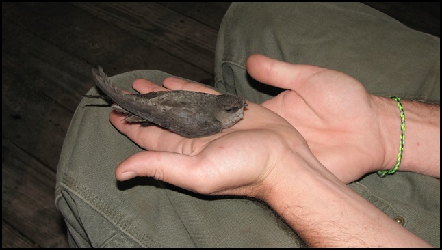 the bird