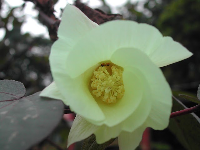 Flor del Algodón