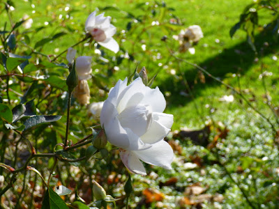 Iceberg Rose (white) in bloom in Gardens, mid-Autumn, Port Credit, Ontario.