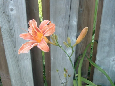 [Photo: Hemerocallis]