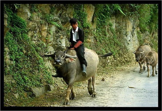 Funny People riding the wrong animals_19