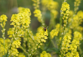 Bees on yellow bush