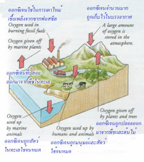 Oxygen cycle