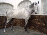 Cheval en traitement