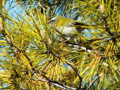 http://www.biodiversidadvirtual.org/aves/Regulus-ignicapilla-img54183.html