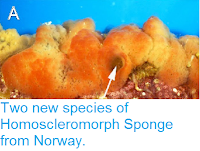 https://sciencythoughts.blogspot.com/2014/12/two-new-species-of-homoscleromorph.html