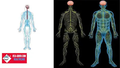 What is the Peripheral Nervous System