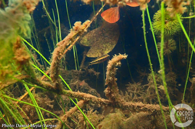 Apistogramma viejita habitat photos