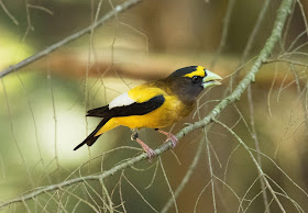 Evening Grosbeak - Hartwick Pines, Michigan, USA