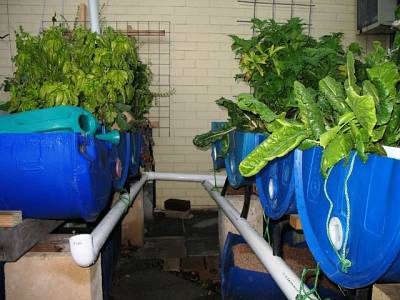 Farming Salt &amp; Light: Aquaponics