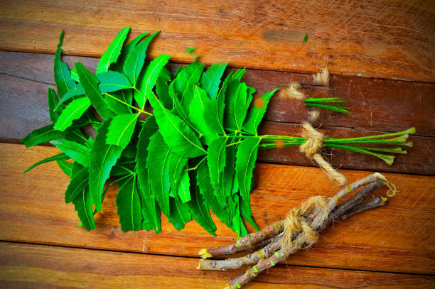 neem-leaf