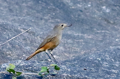 "Black Redstart - Phoenicurus ochruros, winter visitor, with prey on a rock."