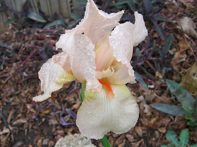Annieinaustin, Pale peach iris