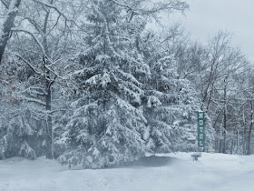 snow covered trees