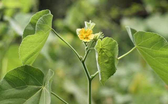 Indian Mallow Flowers